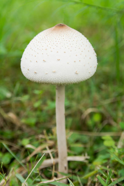 istock False parasol, Green-spored parasol or Chlorophyllum molybdites. White mushroom on green grass field 1020444694