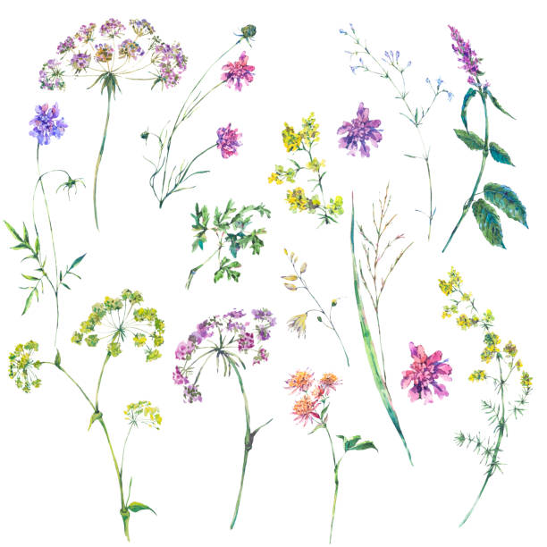 istock Watercolor summer set of wildflowers. 1020447320