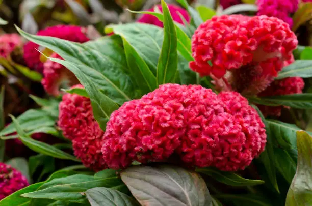 Red Cockscomb flower or Crested celosia flower and green leaf closeup