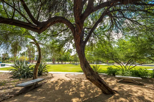 Sunlight streams through a native mesquite tree in Encanto Park's Garden of Dreams in Phoenix, Arizona.