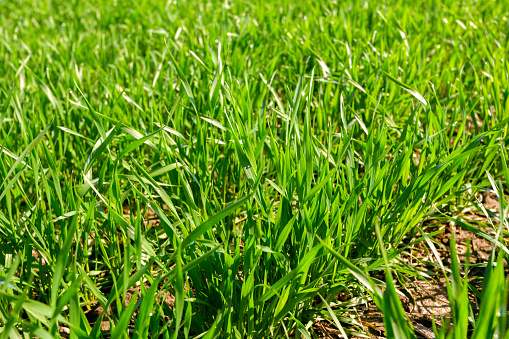 Green grass on the ground background