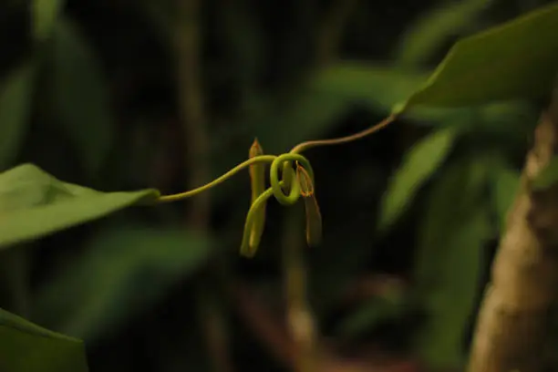 pitcher plant, carnivorous, green, entangled