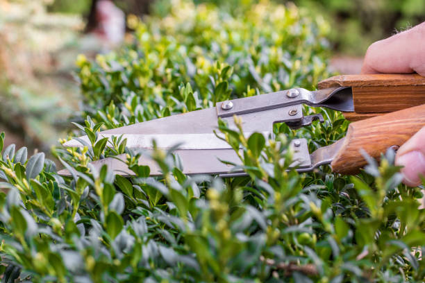 istock Cut boxwood with a boxwood shears 1020467742