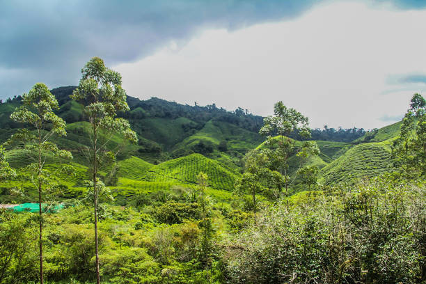 istock Tea Gardens of Asia 1020467974