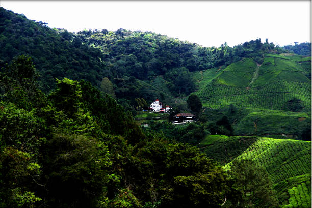 istock Tea Gardens of Asia 1020467976