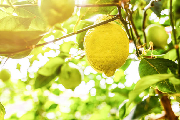 close-up of ripe lemon fruit hanging on lemon tree
