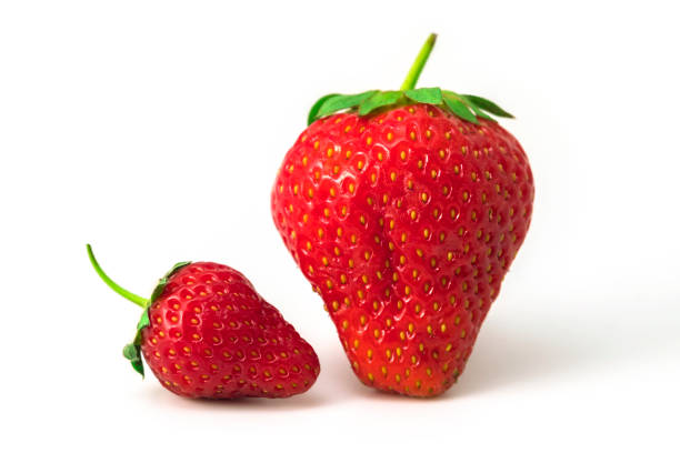 Small and Big Strawberry stock photo