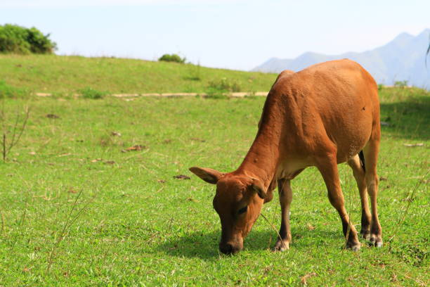 istock Cattle at grass island at hong kong 1020484482