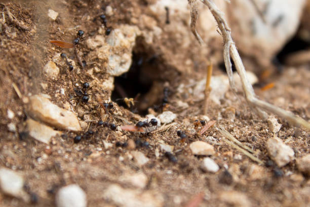 istock Home of ants 1020484942