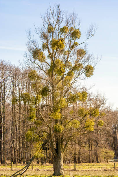 tree is affected by mistletoe - european mistletoe imagens e fotografias de stock