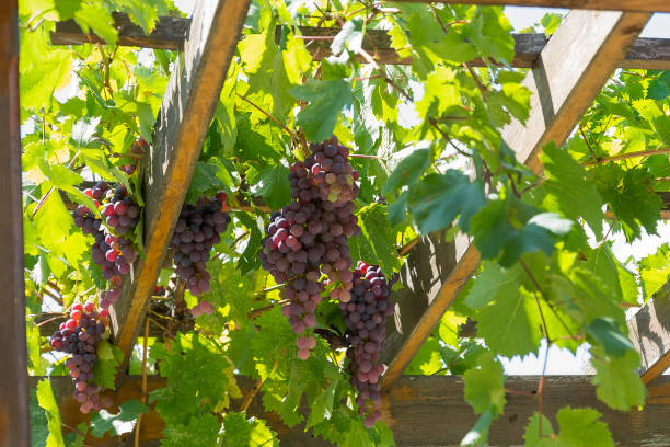 Red grapes grow on a wooden pergola.