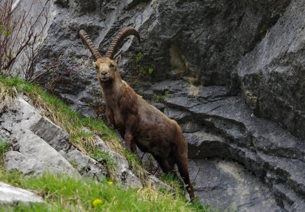 istock Ibex in the French Alps 1020498280