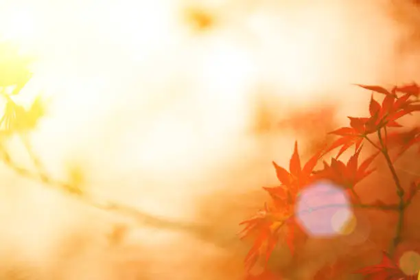 Photo of Autumn red maple leaves background