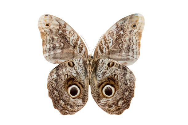 istock butterfly Caliqo brasiliensis 1020501664