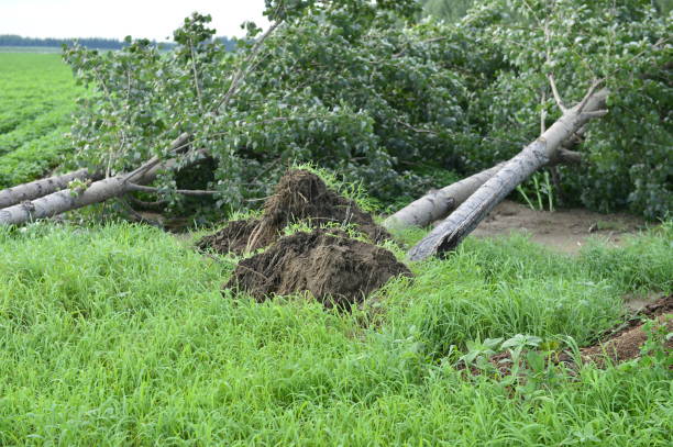 istock The disaster after the storm 1020501710
