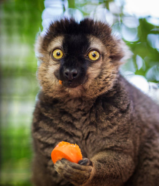 Funny lemur caught red handed eating a carrot. Adorable. stock photo