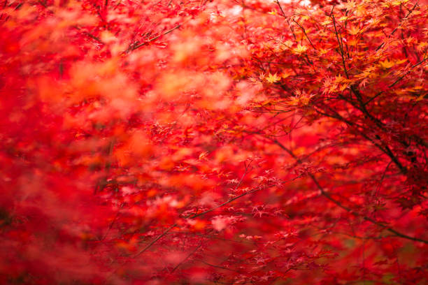 istock Autumn red maple leaves background 1020505116