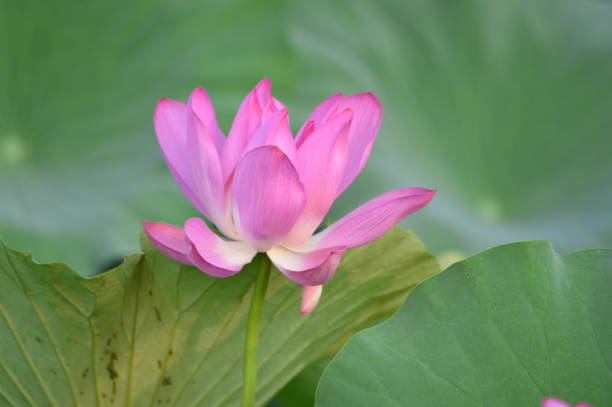istock Blooming lotus flowers in the park 1020508304
