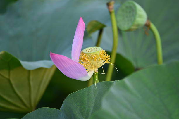 istock Blooming lotus flowers in the park 1020508416
