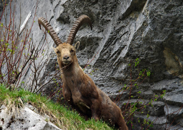 istock Ibex in the French Alps 1020509610