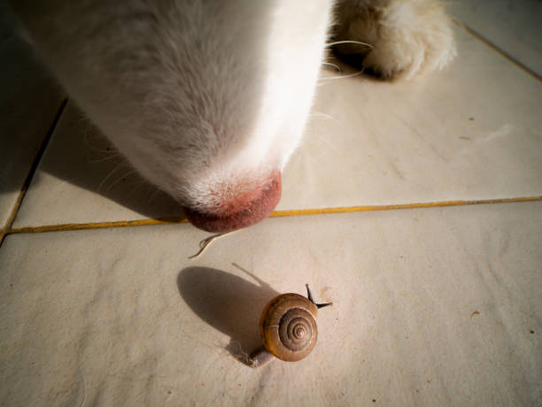 The Little Snail Walking on The Tile Floor , and The Siberian Husky Watching Closely