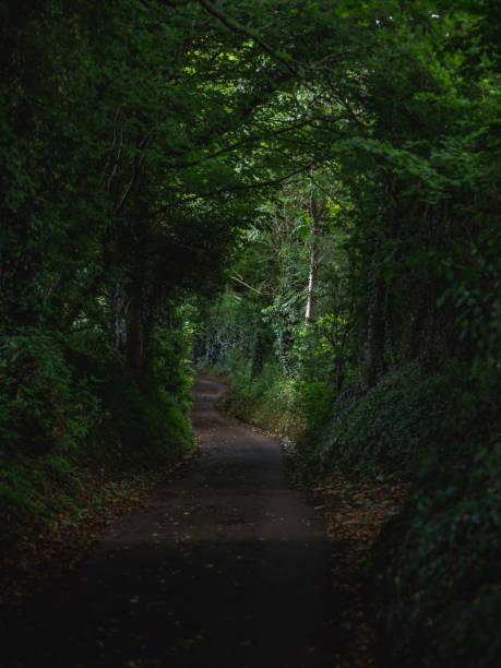 istock Dark path leading through the forest in England 1020512514