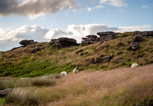 Rock formations with sheep in the Peak District of England