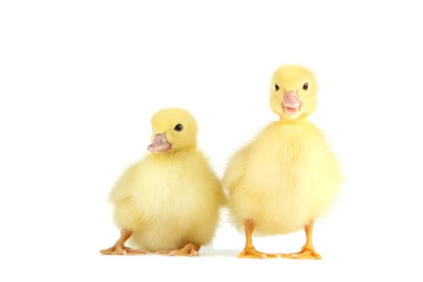 istock Little yellow ducklings on white background 1020512806