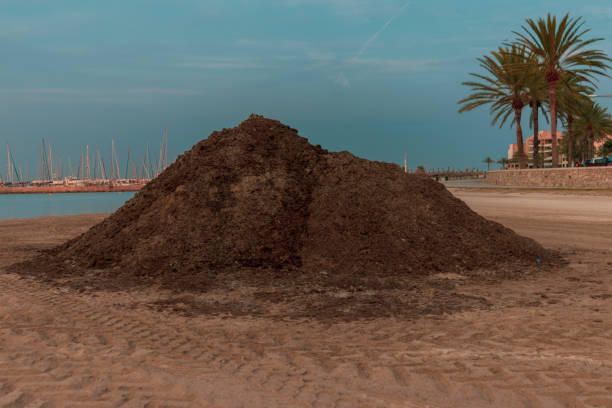 istock Pile of dry seaweed at beach 1020515558
