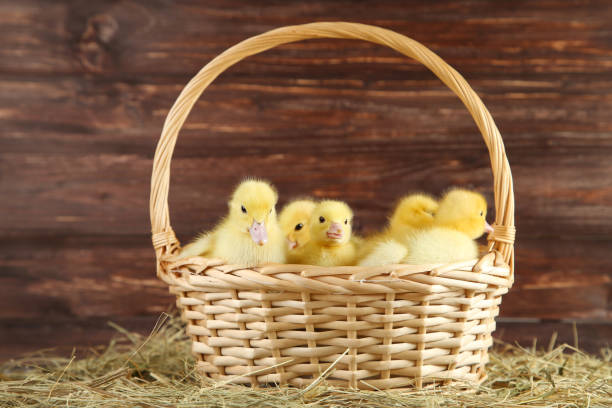 istock Little yellow ducklings in basket on hay 1020515582