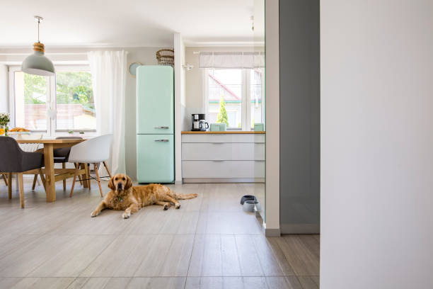 istock Dog in front of mint fridge in spacious interior with kitchen and chairs at dining table. Real photo 1020516582