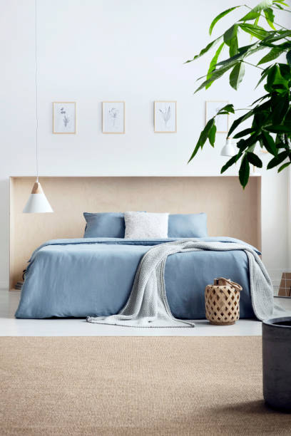 Plant on carpet in bright bedroom interior with posters and lamp above blue bed. Real photo Plant on carpet in bright bedroom interior with posters and lamp above blue bed. Real photo head board bed blue stock pictures, royalty-free photos & images