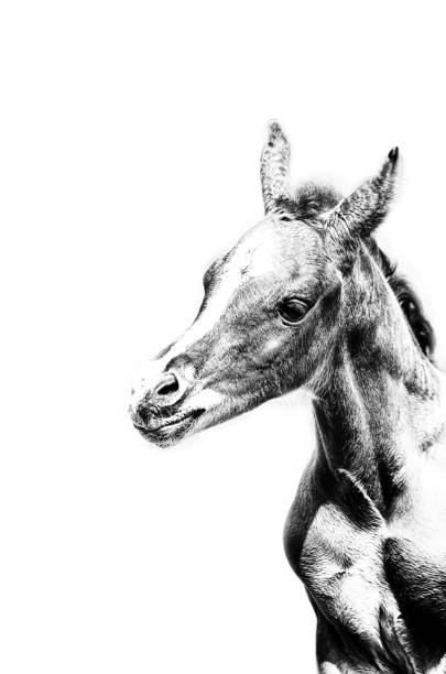 istock Arabian horse foal head - minimalism 1020517006