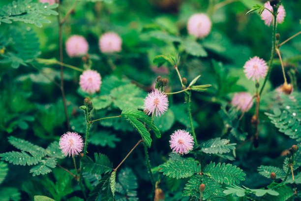istock Mimosa plants and flowers in summer after rain 1020533522
