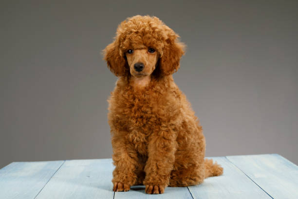 istock Cute brown miniature poodle puppy 1020538150