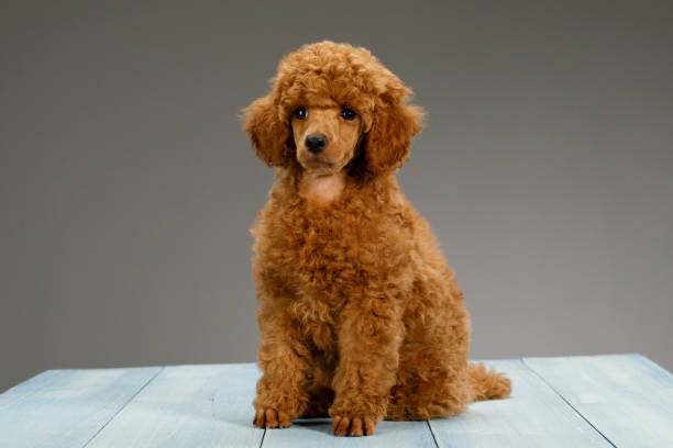 istock Cute brown miniature poodle puppy 1020538254