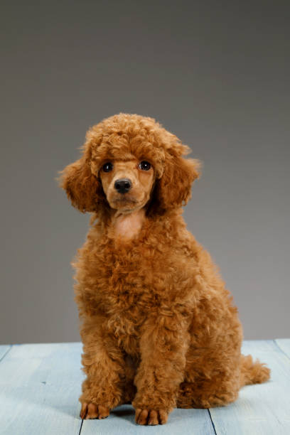istock Cute brown miniature poodle puppy 1020538274