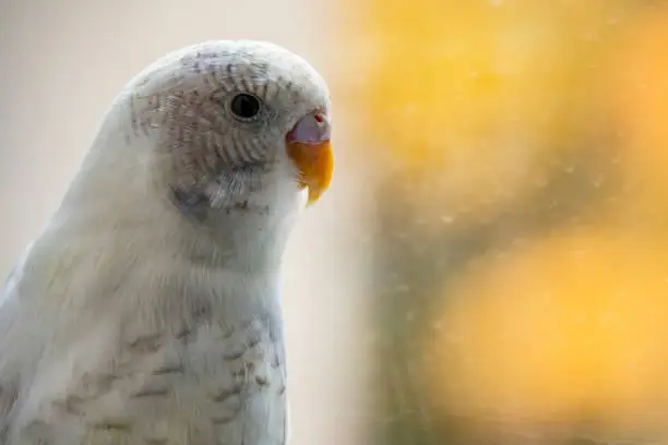 Photo of close up parakeet.popular as a pet bird