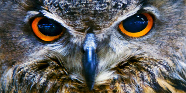istock Black and white portrait owl with big yellow eyes 1020544632