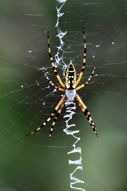 istock Black and Yellow Garden Spider 1020544700