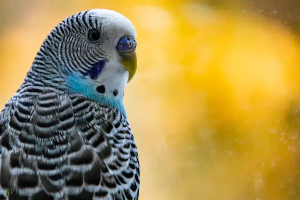 Photo of close up parakeet.popular as a pet bird