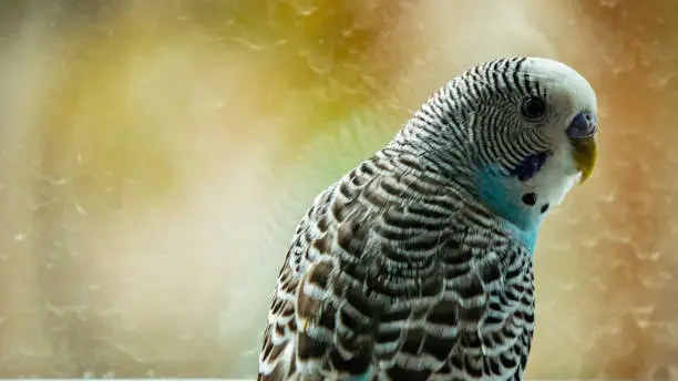 Photo of close up parakeet.popular as a pet bird