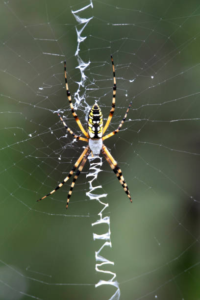 istock Black and Yellow Garden Spider 1020545146