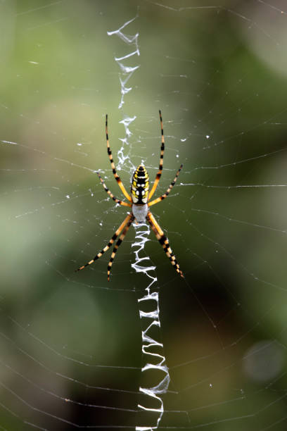 istock Black and Yellow Garden Spider 1020545294