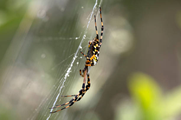 istock Black and Yellow Garden Spider 1020547600