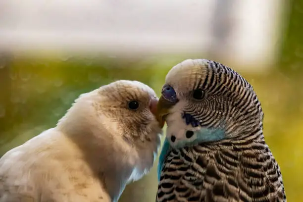 Photo of close up parakeet.popular as a pet bird