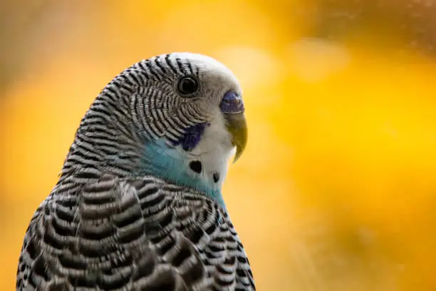 Photo of close up parakeet.popular as a pet bird