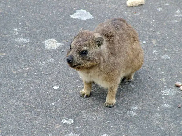 Rock Hyrax (Dassie) at Mossel Bay in South Africa.