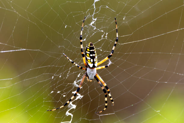 istock Black and Yellow Garden Spider 1020548298