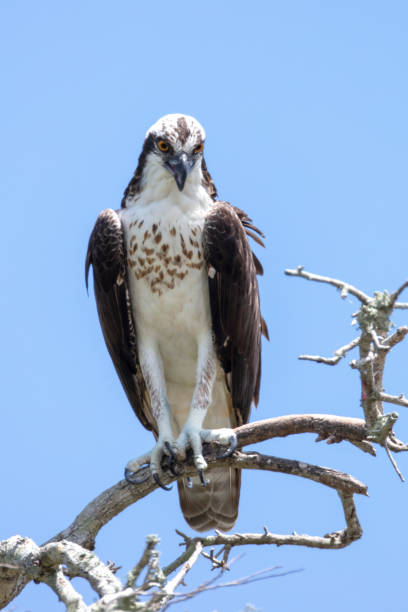 osprey - fischadler stock-fotos und bilder